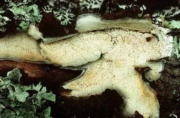 Harziger Wachsporling-Ceriporiopsis resinascens