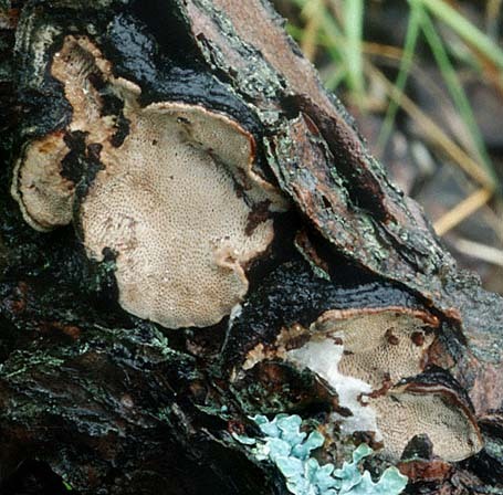 : Tramete-Datronia scutellata