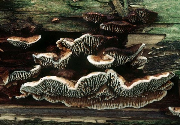 Tannenblättling-Gloeophyllum abietinum
