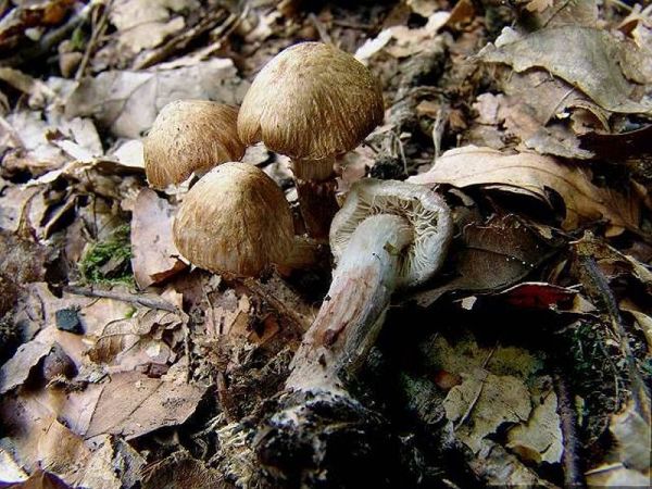 Duftender Risspilz-Inocybe bongardii