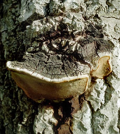 Espen-Feuerschwamm-Phellinus tremulae
