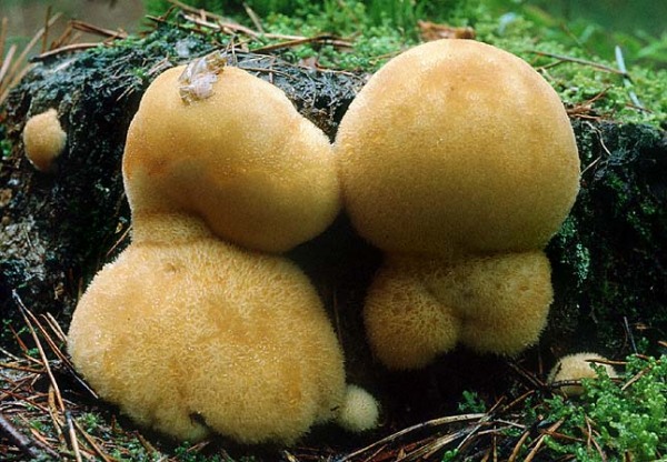 Weißer Polsterpilz-Postia ptychogaster