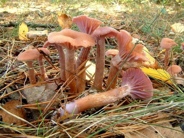 Zweifarbiger Lacktrichterling-Laccaria bicolor