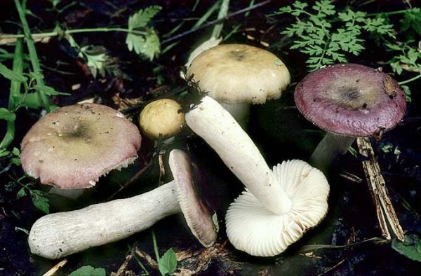 Erlentäubling-Russula alnetorum