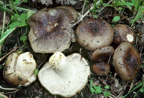 Milder Kammtäubling-Russula insignis