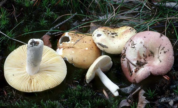 Dottertäubling-Russula risigallina