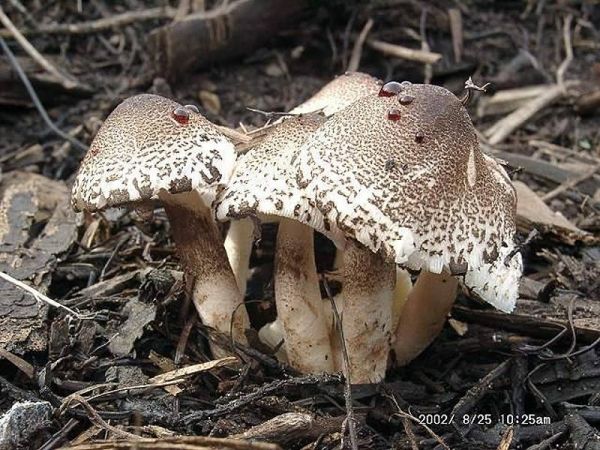 Büscheliger Egerlingsschirmpilz-Leucoagaricus americanus