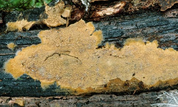 Rostgelbes Filzgewebe-Tomentella bryophila