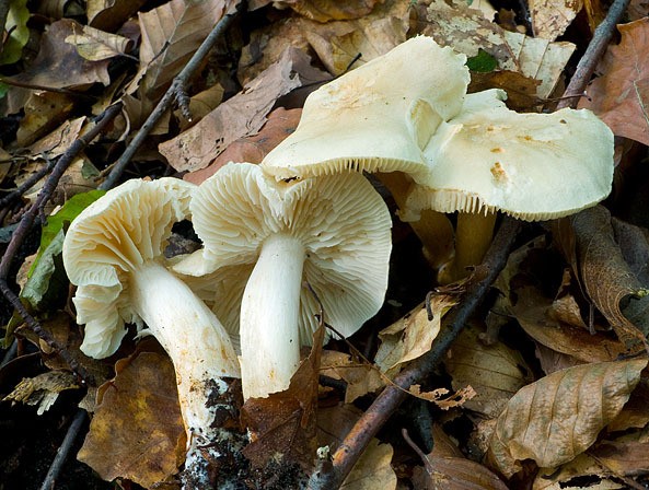 Strohblasser Gasritterling-Tricholoma lascivum