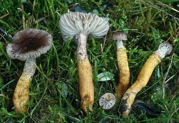 Goldstiel-Schuppenwulstling-Squamanita paradoxa