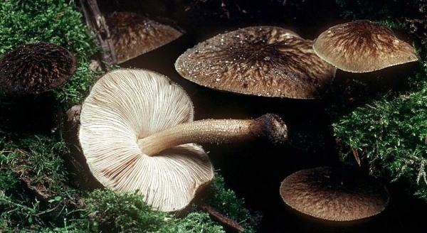 Schwarzflockiger Dachpilz-Pluteus umbrosus