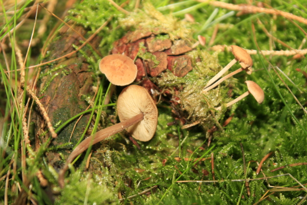 Mäuseschwanz-Amyloidsporrübling-Baeospora myosurus