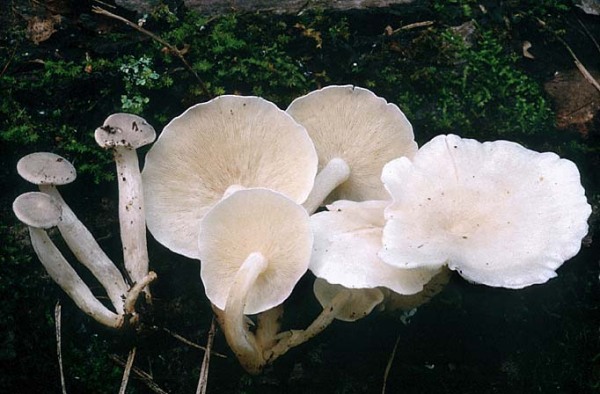 Bepuderter Weinfass-Holztrichterling-Ossicaulis lignatilis