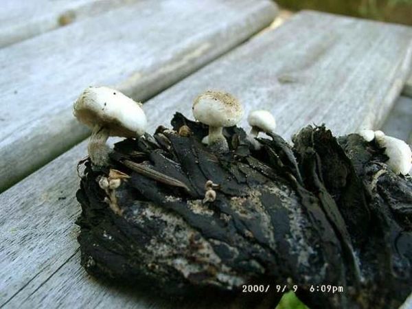 Stäubender Zwitterling-Asterophora lycoperdoides
