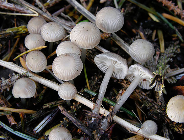 Grosser Schleimfusshelmling-Mycena clavicularis