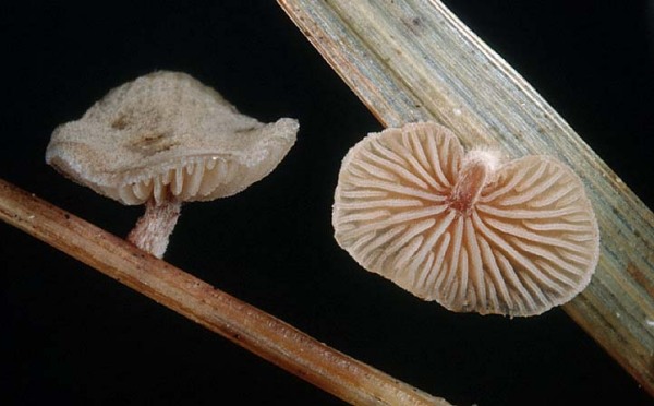 Seggenmuschelfüsschen-Melanotus phillipsii
