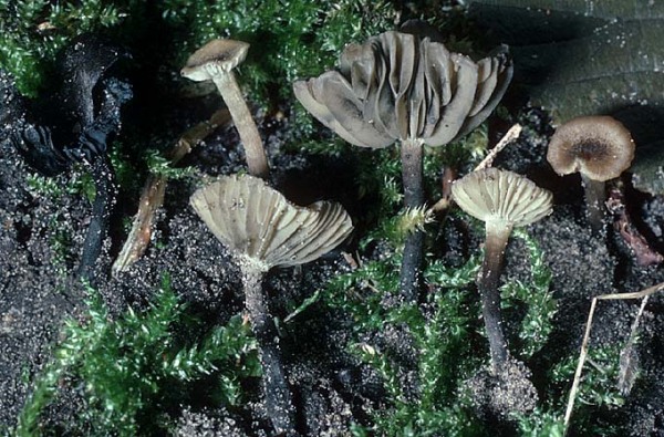 :-Melanomphalia nigrescens