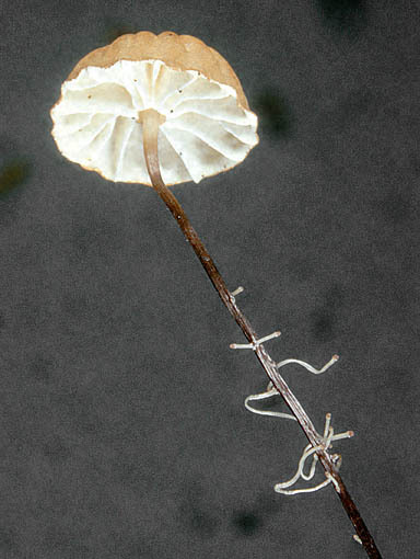 Nadelstreu-Käsepilzchen-Marasmius bulliardii