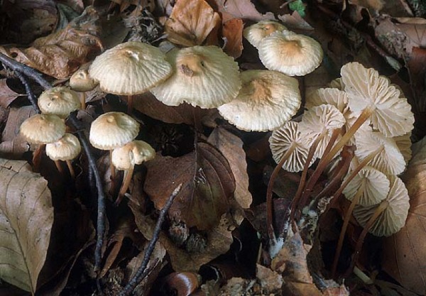 Filzstieliger Schwindling-Marasmius torquescens