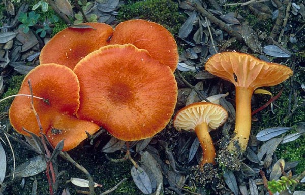 Fasteingeschnürter Moorsaftling-Hygrocybe substrangulata