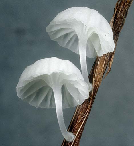 Schmächtiger Scheinhelmling-Hemimycena delectabilis