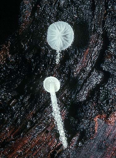 Gekrümmthaariger Scheinhelmling-Hemimycena tortuosa