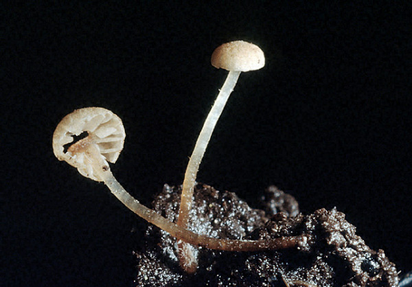 : Flockenschüppling-Flammulaster speireoides