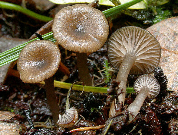 Schwärzender Nabelrötling-Entoloma parkensis