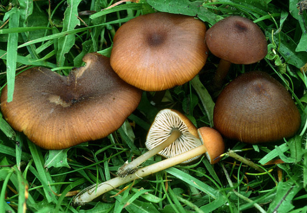 Goldstielzärtling-Entoloma xanthochroum
