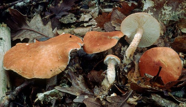 :-Cystodermella adnatifolia