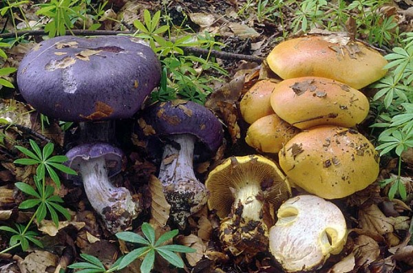 Schönvioletter Klumpfuss-Cortinarius terpsichores