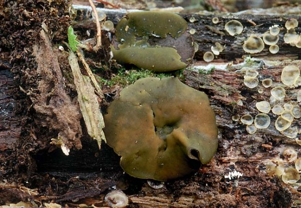 Olivfarbener Grünspanbecherling-Chlorencoelia versiformis