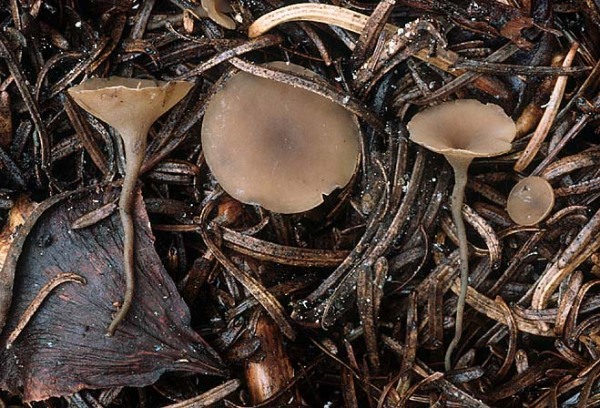 Zapfenschuppen-Sromabecherling-Ciboria rufofusca