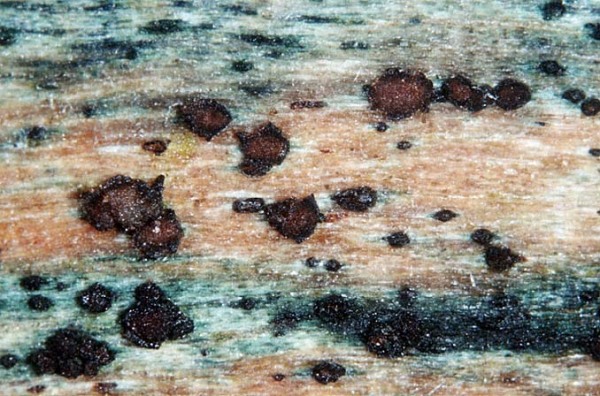 : Hartbecherchen-Durella atrocyanea