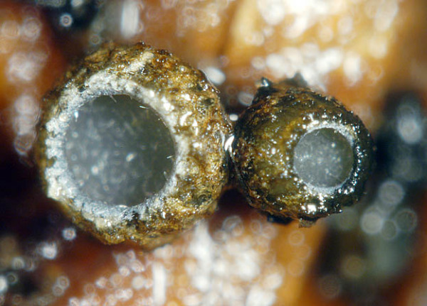 :-Godronia spiraeae