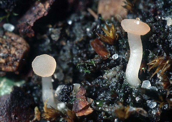 : Stengelbecherchen-Hymenoscyphus subcarneus