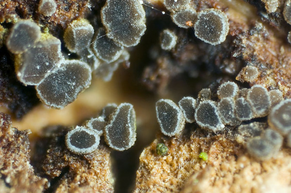 :-Hyphodiscus theiodeus