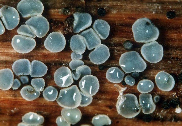 : Weichbecherchen-Mollisia coerulans