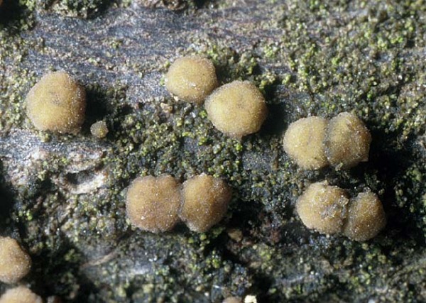 : Rindenbecherchen-Pezicula frangulae