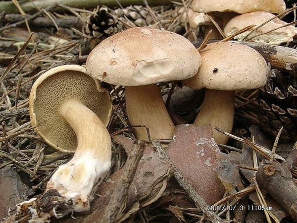 Kuhröhrling-Suillus bovinus