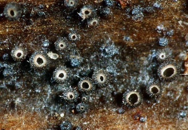 :-Pyrenopeziza millegrana