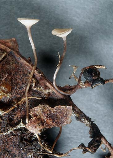 :-Scleromitrula candolleana