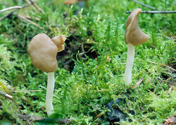 Elastische Lorchel-Helvella elastica