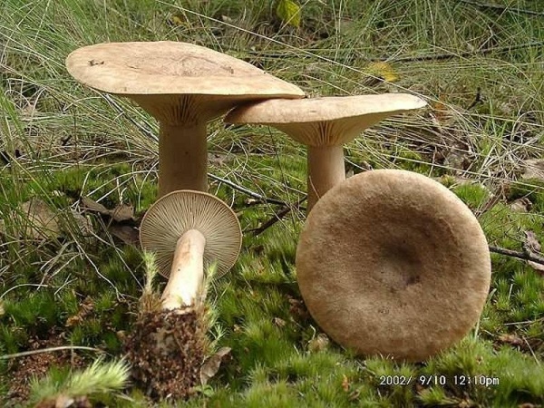 Maggipilz-Lactarius helvus