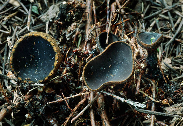:-Plectania adusta