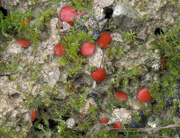 Rauhhaariger Schildborstling-Scutellinia nigrohirtula