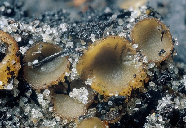 Geselliger Borstling-Tricharina gilva