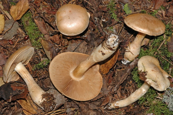 Spitzbasiger Dickfuss-Cortinarius argutus