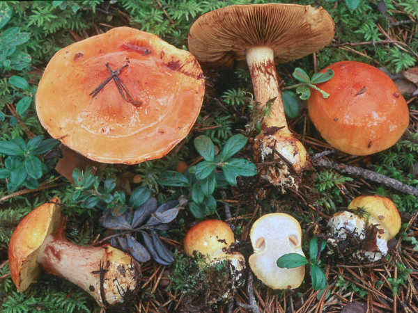 Goldbrauner Klumpfuss-Cortinarius aureofulvus