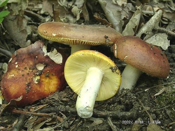 Goldtäubling-Russula aurea